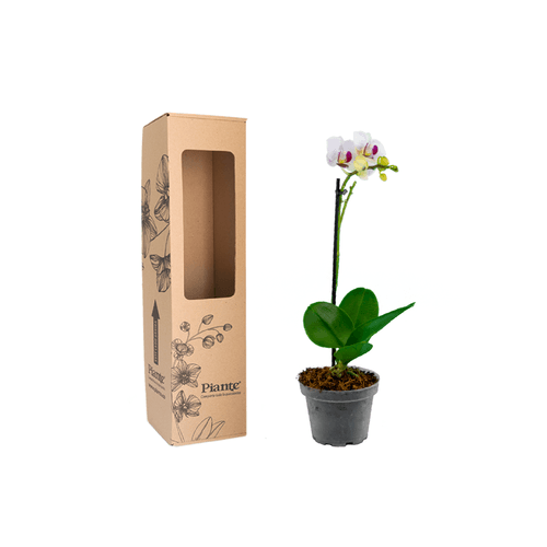 Orquídea Mini PREMIUM BLANCO LABIO ROJO Little Spirit