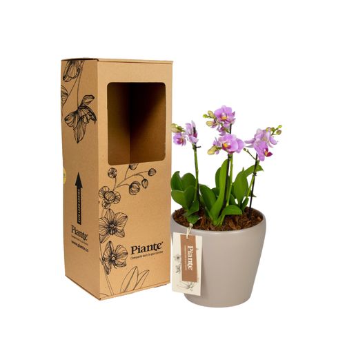 Arreglo floral DM de Orquídeas Mini Premium rosado