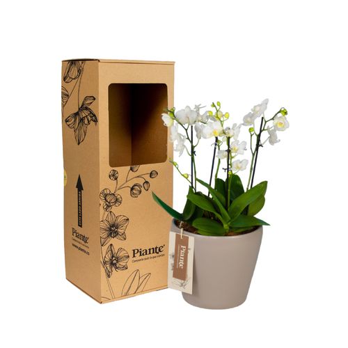 Arreglo floral DM de Orquídeas Mini Premium blanco