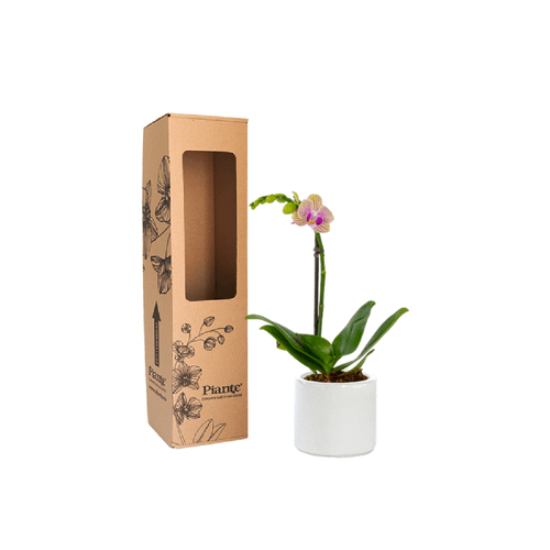 Orquídea Mini PREMIUM EXOTICA Michu en matera cerámica