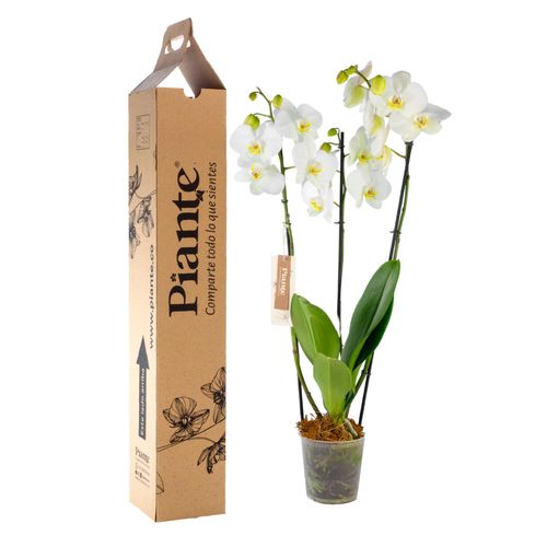 Orquídea Grandi elite BLANCO Oxford