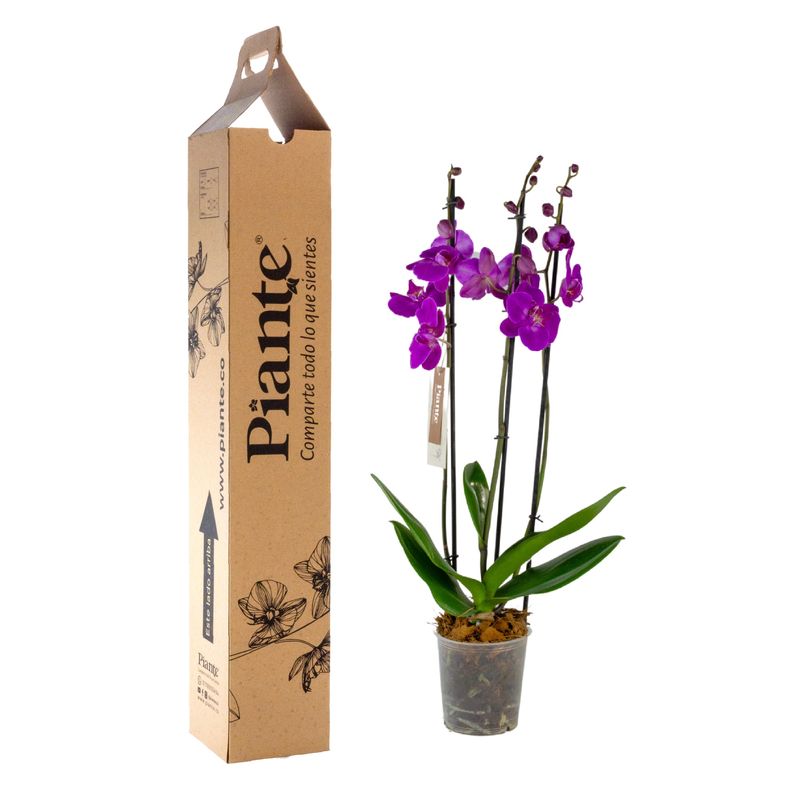 Piante-orquideas