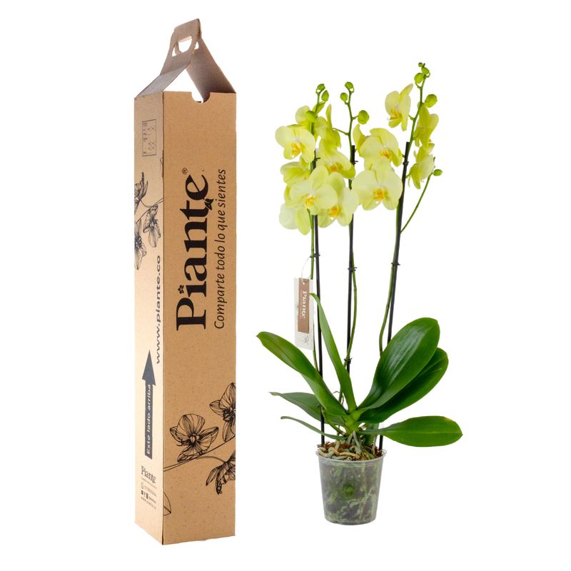 Piante-orquideas