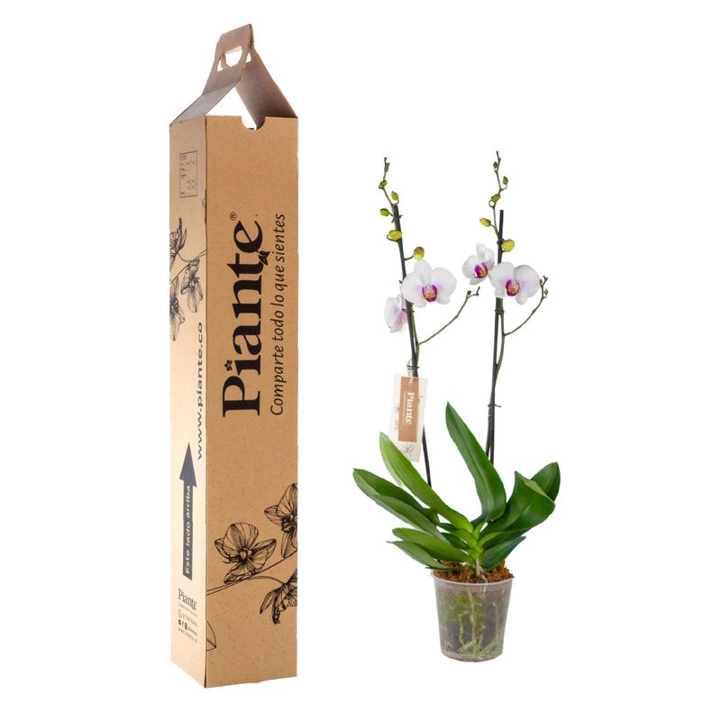 Piante-orquideas