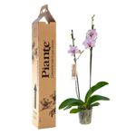 Piante-orquideas