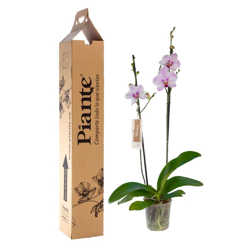 Piante-orquideas