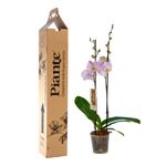 Piante-orquideas