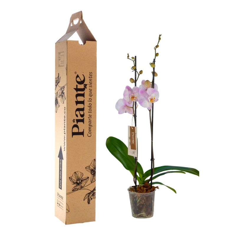 Piante-orquideas