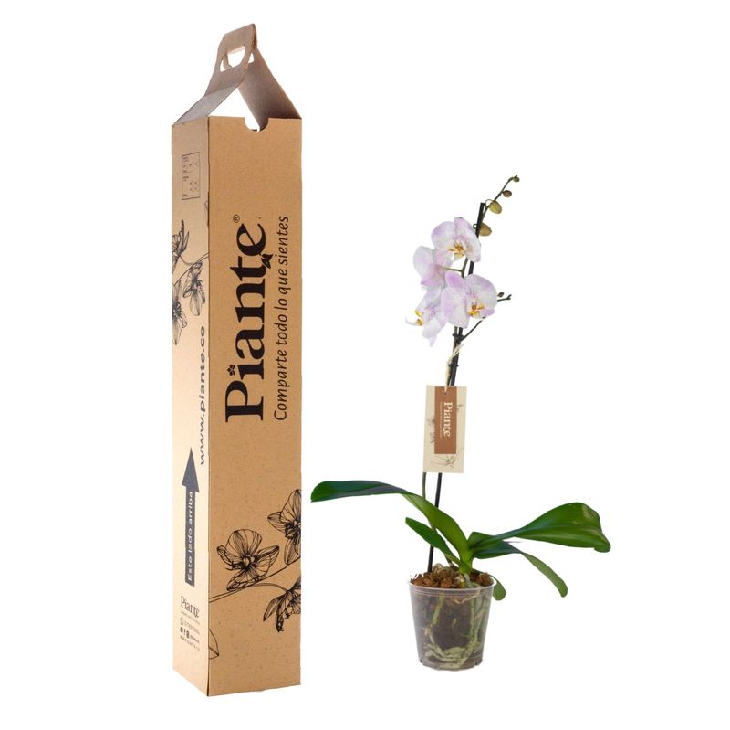 Piante-orquideas