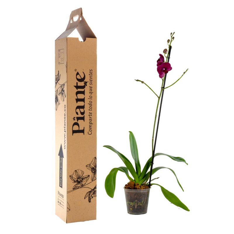 Piante-orquideas