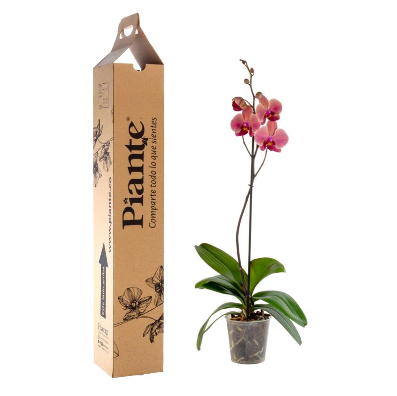 Piante-orquideas