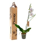 Piante-orquideas