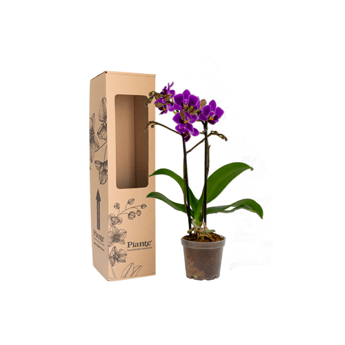 Orquídea Mini SUPREME MORADO Puebla