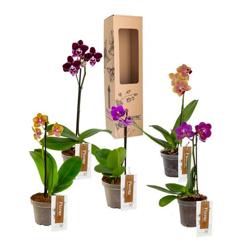 Paga 3 Lleva 5 Orquídeas Mini Premium Florecidas